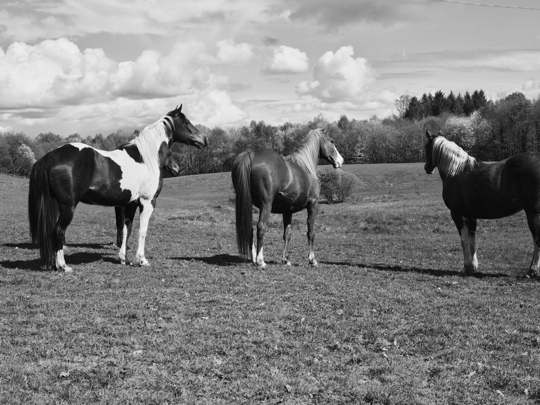 Campagne Aude Lambert, chevaux dans un paysage